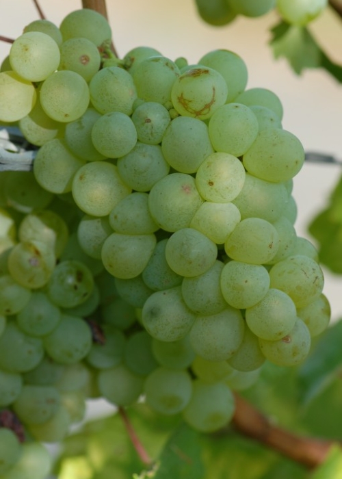 weisser Elbling 02